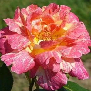 Roz somon, cu dungi galbene - trandafir teahibrid